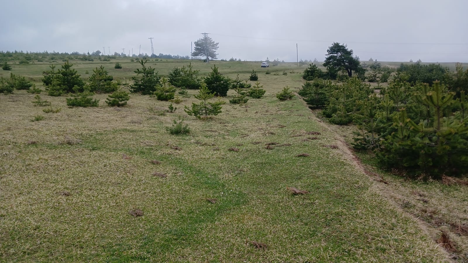 SİNOP DİKMEN ÇUKURCAALAN KÖYÜNDE 2.915M² TARLA SATILIK - SİNOP DİKMEN fotoğraf 14