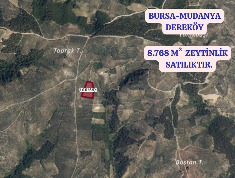 BURSA MUDANYA DEREKÖY   KÖYÜNDE 8.768 M² ZEYTİNLİK SATILIKTIR. - BURSA MUDANYA fotoğraf 2