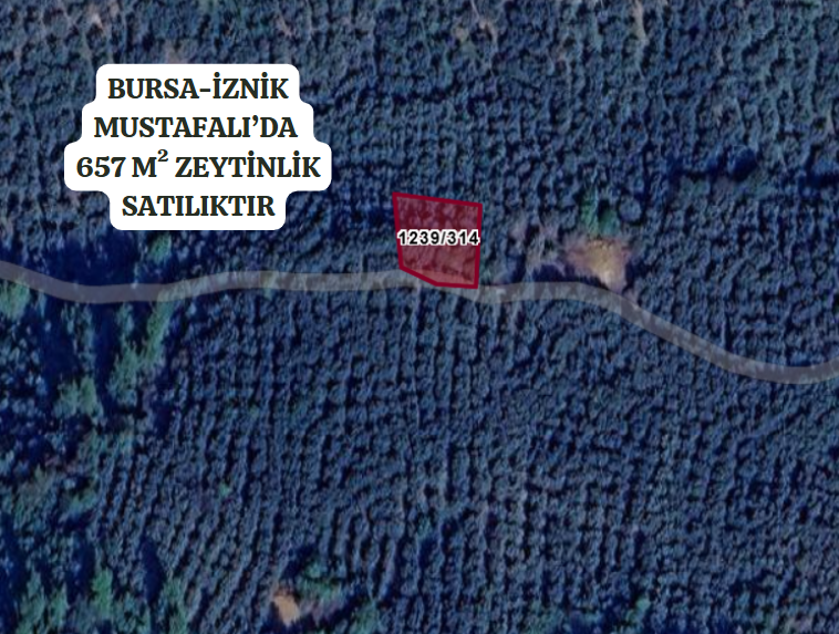BURSA İZNİK MUSTAFALI'DA 657 M² ZEYTİNLİK SATILIKTIR - BURSA İZNİK fotoğraf 2