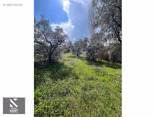 Kemalpaşa Aşağıkızılca Satılık 615 m2 Zeytinlik - İZMİR KEMALPAŞA fotoğraf 19