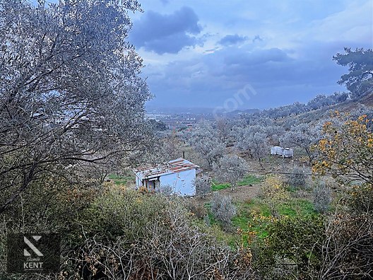 Kemalpaşa Armutlu Hürriyet Mah. Satılık 1.950 m2 Bahçe - İZMİR KEMALPAŞA fotoğraf 28