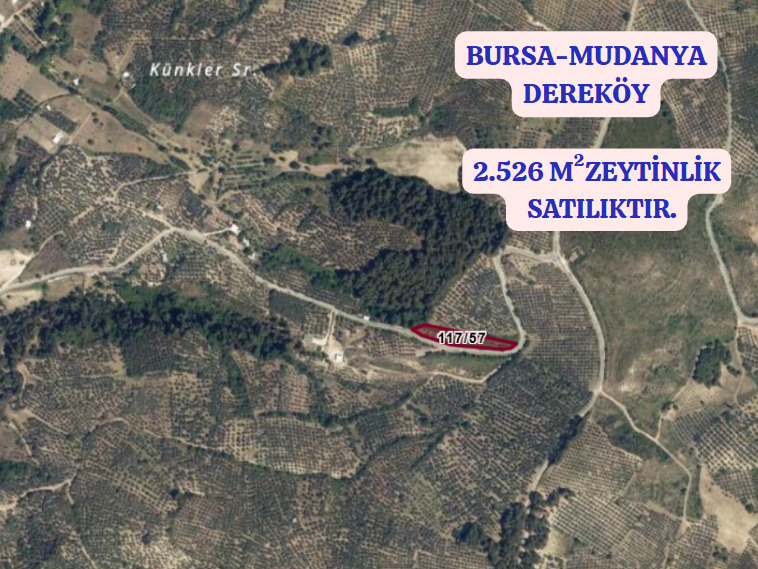 BURSA MUDANYA DEREKÖY KÖYÜNDE 2.526 M²  ZEYTİNLİK SATILIKTIR - BURSA MUDANYA fotoğraf 2