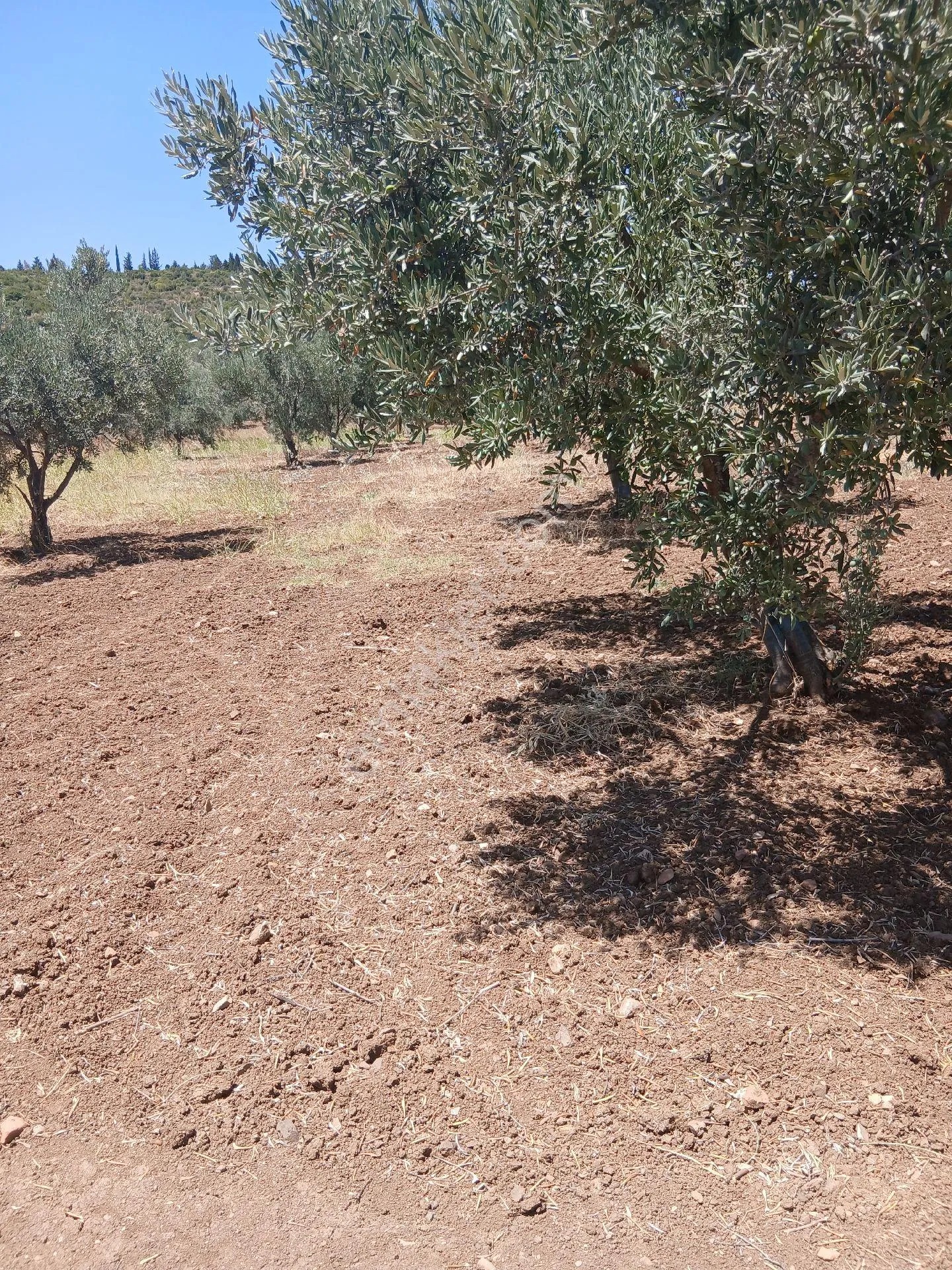 İzmir Torbalı Yazıbaşında 3.800m2 Zeytinlik Satılık - İZMİR TORBALI fotoğraf 2