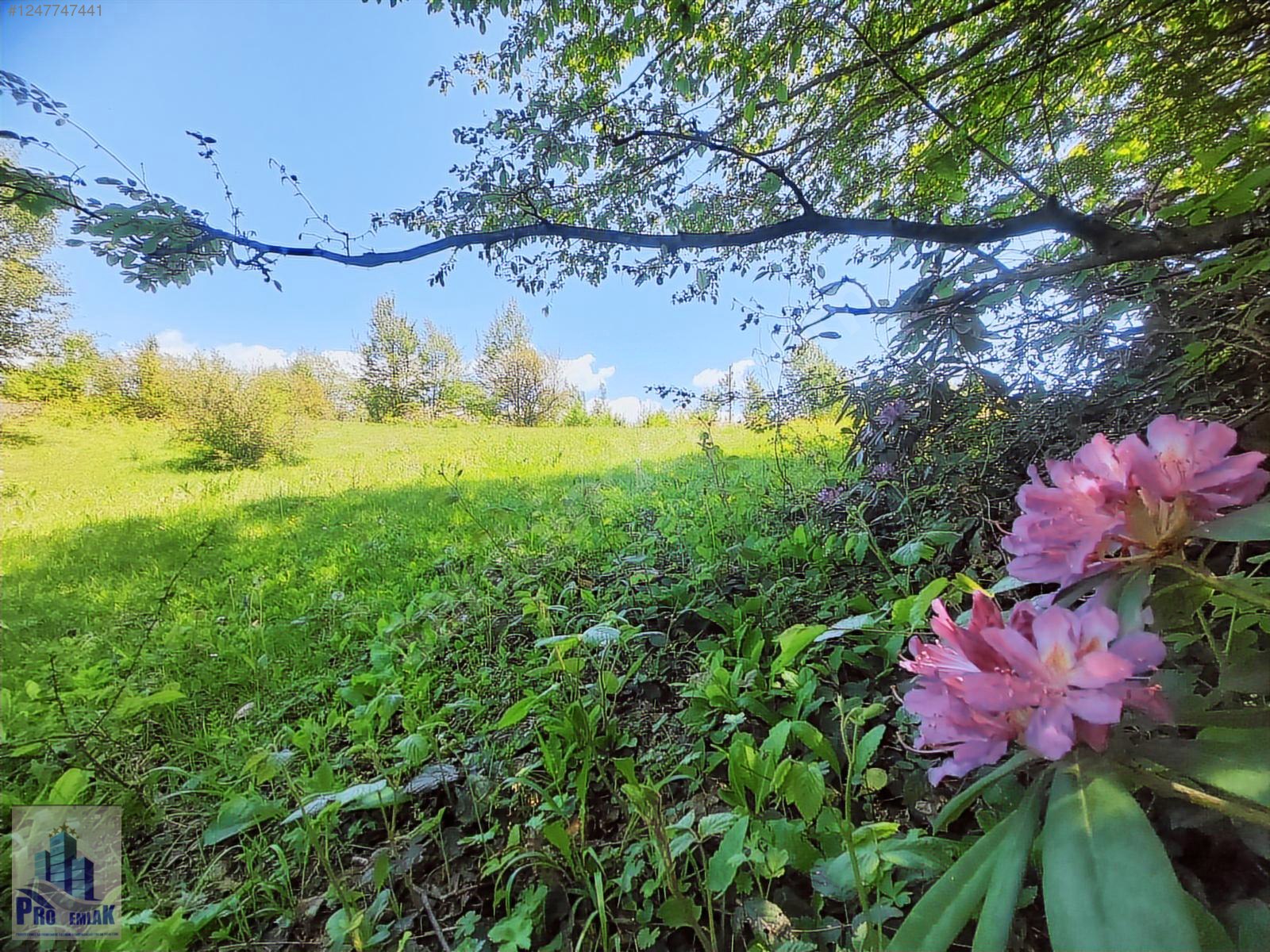 DÜZCE KAYNAŞLI YEŞİLTEPE K. TAMAMI İMARLI 17.923 M2 FIRSAT ARSA - DÜZCE KAYNAŞLI fotoğraf 3