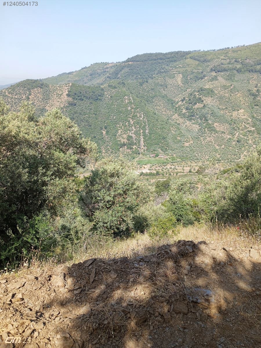 İZMİR BAYINDIR YEŞİLOVA  KÖYÜNDE 624  M² ZEYTİNLİK  SATILIKTIR - İZMİR BAYINDIR fotoğraf 5