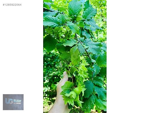 4,5 DÖNÜM FINDIK TARLASI - BARTIN MERKEZ fotoğraf 6
