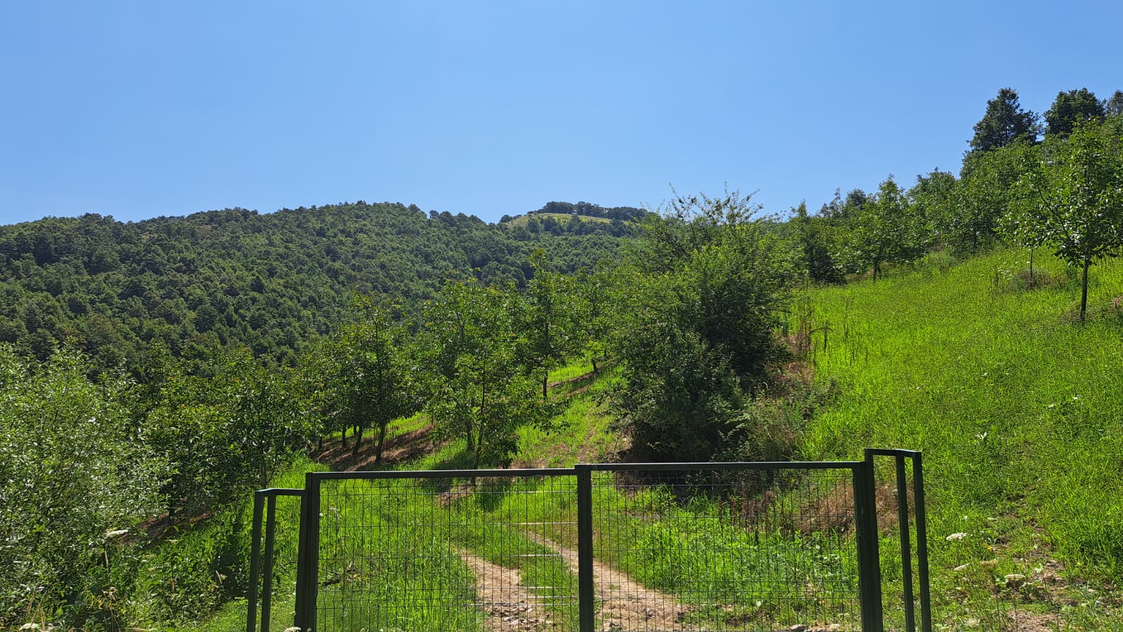 8400 M2 12 YAŞINDA CEVİZ BAHÇESİ - YALOVA ALTINOVA fotoğraf 26