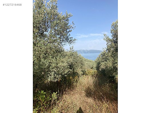 BURSA İZNİK MUSTAFALI KÖYÜNDE 2.654 M² ZEYTİNLİK SATILIKTIR - BURSA İZNİK fotoğraf 8