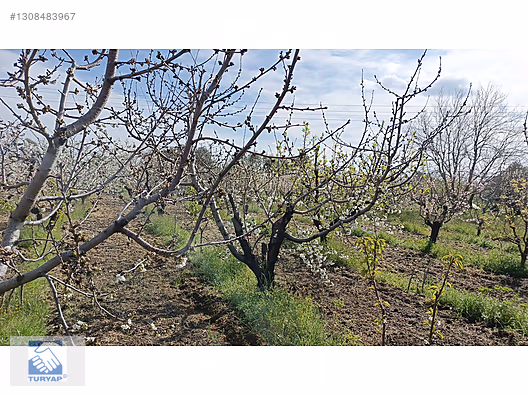 Kemalpaşa M.Akif Ersoy Mah. Satılık 4202m2 Bahçe - İZMİR KEMALPAŞA fotoğraf 5
