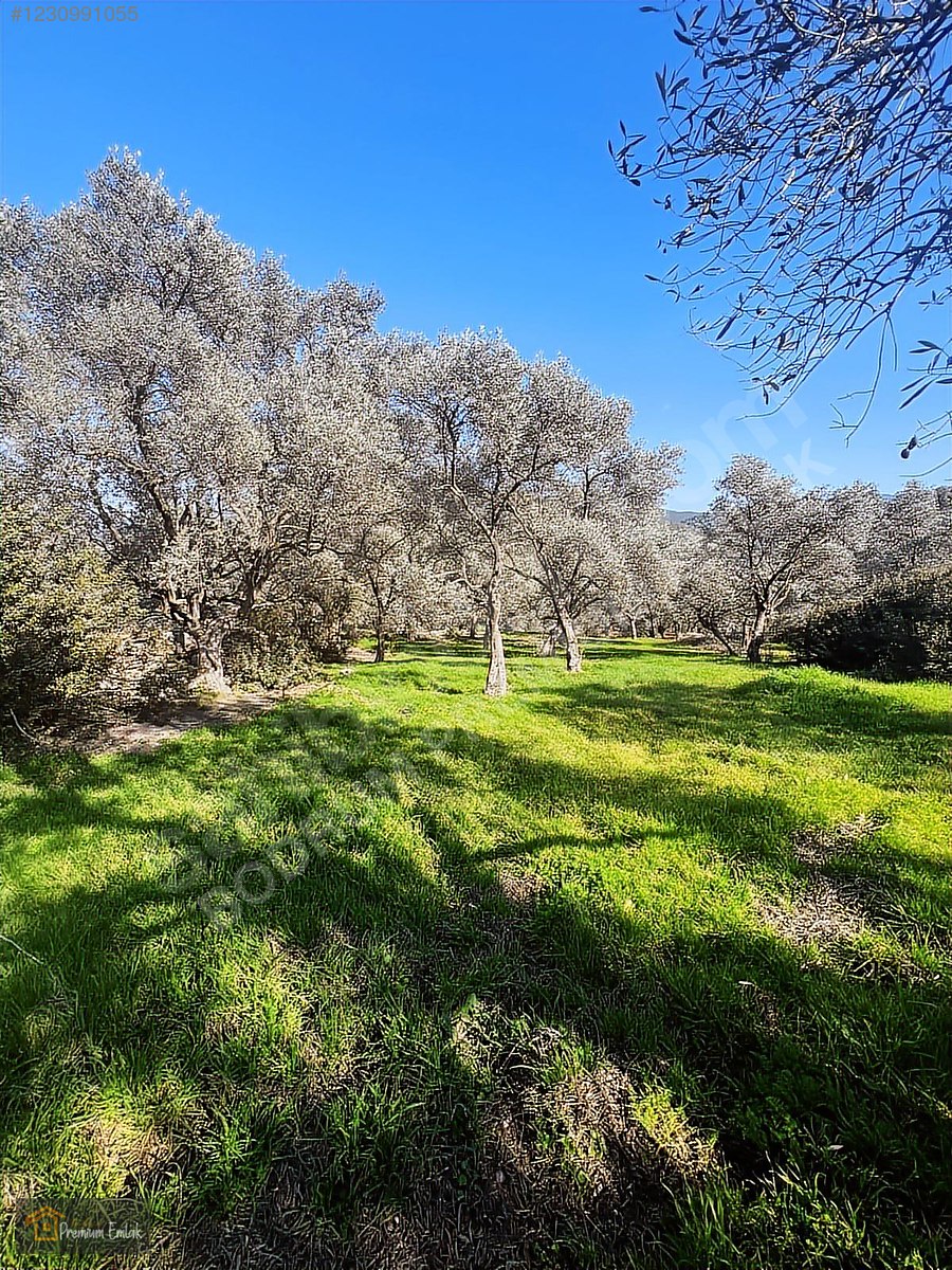 MİLAS KARACAHİSARDA KÖY İÇİ KAĞİR EV VE 980 M2 ARSASI - MUĞLA MİLAS fotoğraf 4
