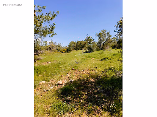 PANORAMİK MANZARALI YATIRIMLIK ZEYTİNLİK - HATAY YAYLADAĞI fotoğraf 17