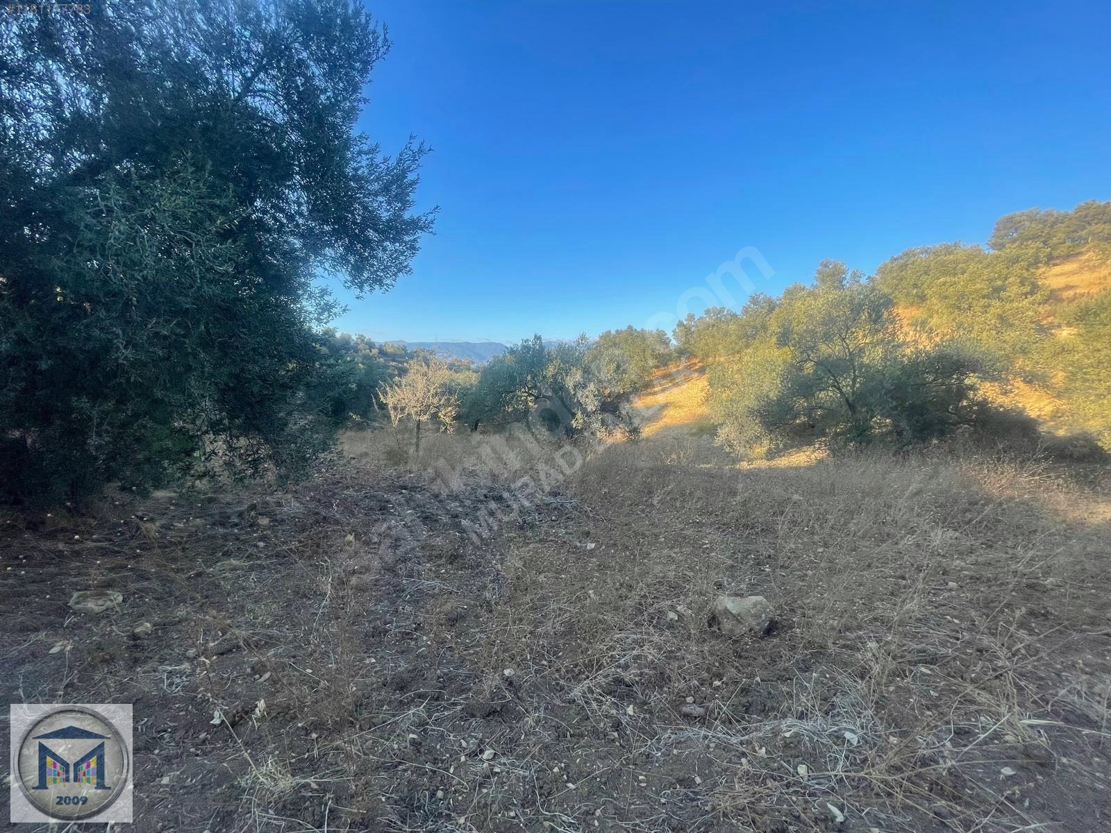 PELİTKÖY SAHİLDE İMARA 650 METRE SATILIK 6.500M2 ZEYTİNLİK - BALIKESİR BURHANİYE fotoğraf 2