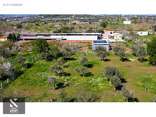 Kemalpaşa Armutlu Satılık Arazi 4.000 m2 - İZMİR KEMALPAŞA fotoğraf 7