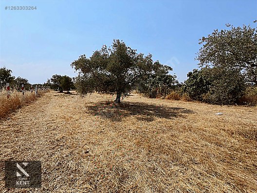 Kemalpaşa Bağyurdu Satılık 5650 m2 Bahçe - İZMİR KEMALPAŞA fotoğraf 11