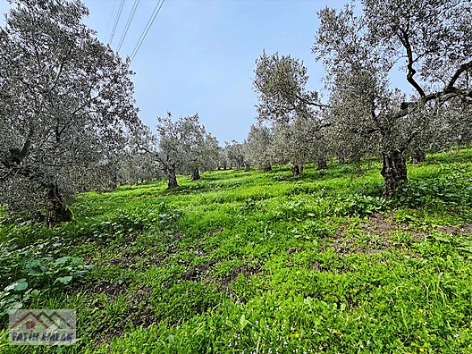 GEMLİK MURATOBA KÖYÜNDE 4695m² SATILIK ZEYTİNLİK - BURSA GEMLİK fotoğraf 18