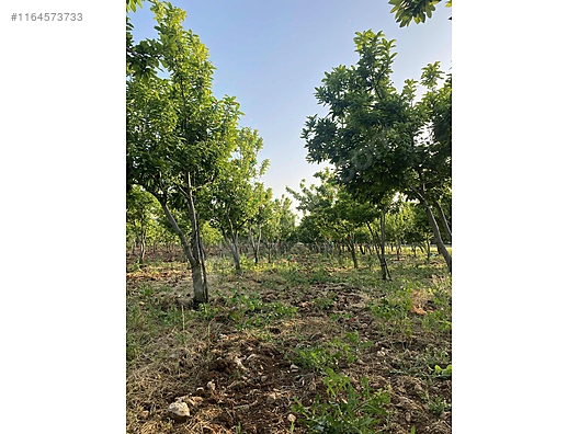 BURSA İZNİK YÖRÜKLER KÖYÜNDE 6.068 M TARLA SATILIKTIR - BURSA İZNİK fotoğraf 3