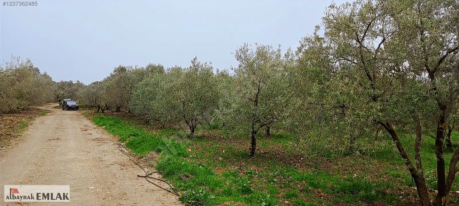 AKHİSAR SAKARKAYA DA SATILIK 18.000 M2 ZEYTİNLİK 6.330.000 TL - MANİSA AKHİSAR fotoğraf 5