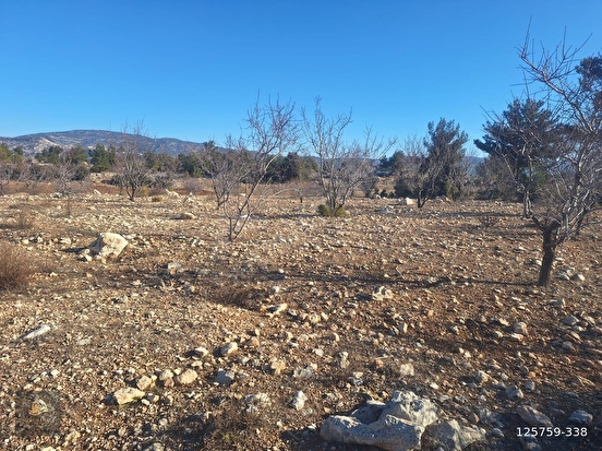 GÜLNAR SARAY MAHALLESİNDE SATILIK 10500 M2 TARLA - MERSİN GÜLNAR fotoğraf 4