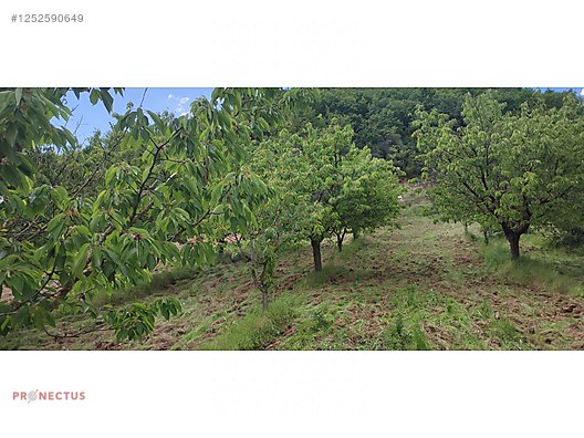 YÖRÜKLER MAHALLESİNDE RESMİ YOLA CEPHE 1186 M2 KİRAZ BAHÇESİ - BURSA İZNİK fotoğraf 3