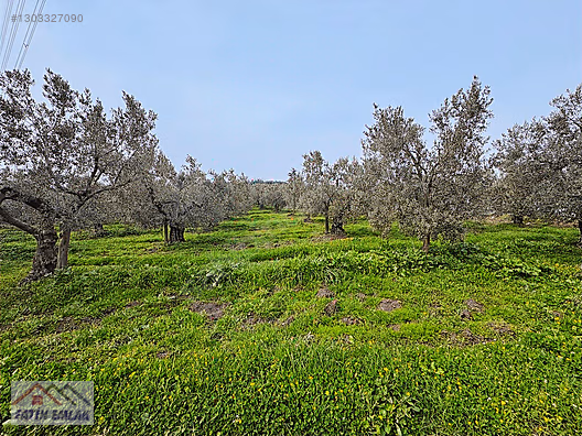 GEMLİK MURATOBA KÖYÜNDE 4695m² SATILIK ZEYTİNLİK - BURSA GEMLİK fotoğraf 3