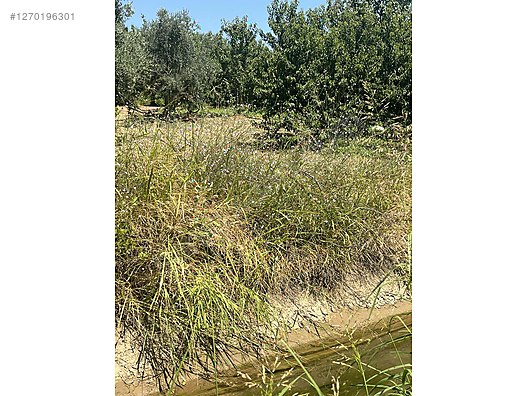 BURSA İZNİK ÖMERLİ  KÖYÜNDE 54 M² BAĞ  SATILIKTIR - BURSA İZNİK fotoğraf 4