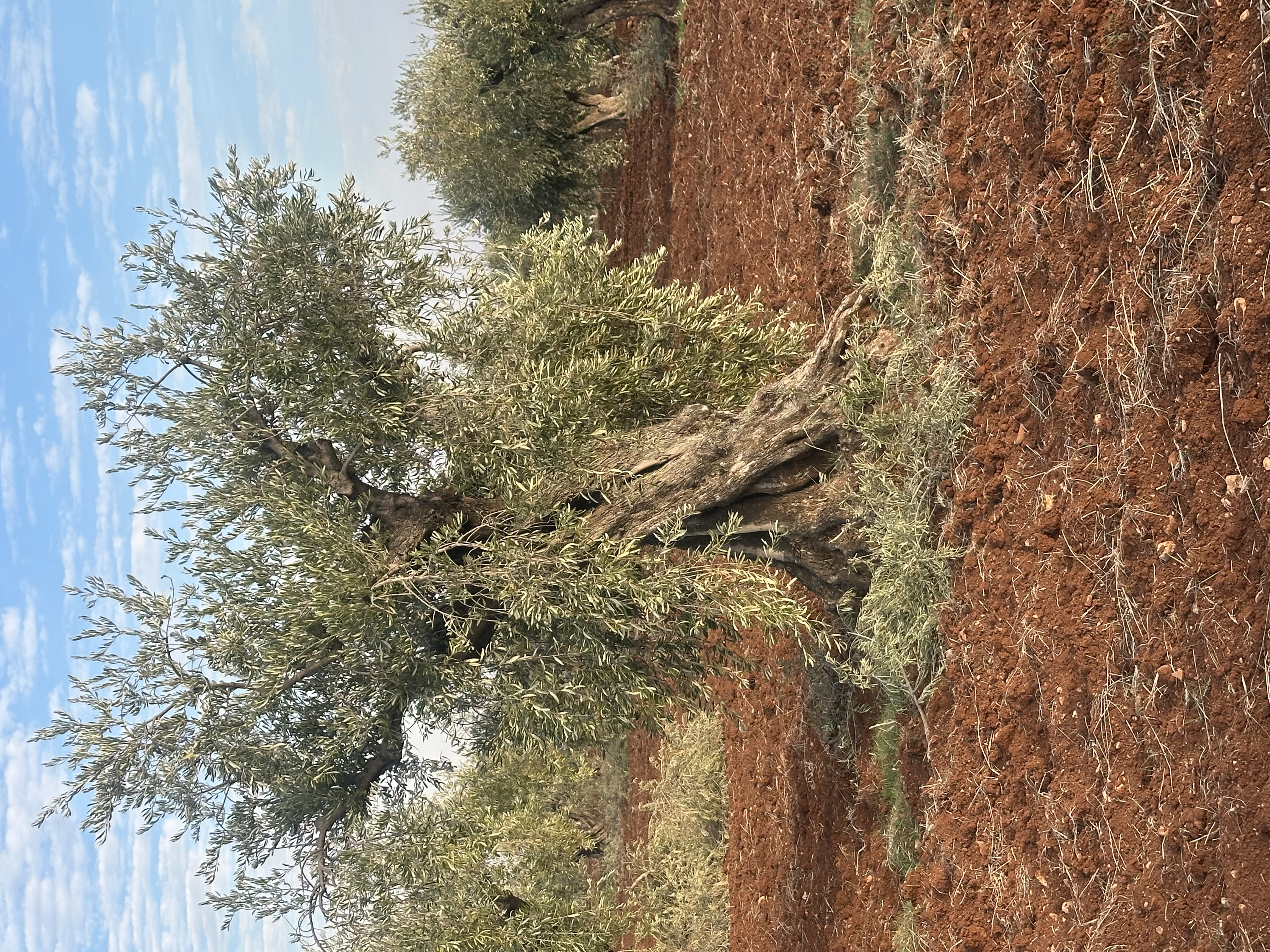 SATILIK ZEYTİNLİK  - KİLİS MERKEZ fotoğraf 2