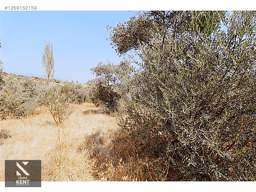 Kemalpaşa Aşağıkızılca Satılık 615 m2 Zeytinlik - İZMİR KEMALPAŞA fotoğraf 13
