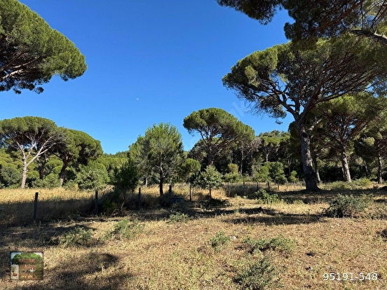 BERGAMA KOZAK YAYLASI YUKARIBEY MAH DE 13300 m2 FISTIKLIK - İZMİR BERGAMA fotoğraf 6