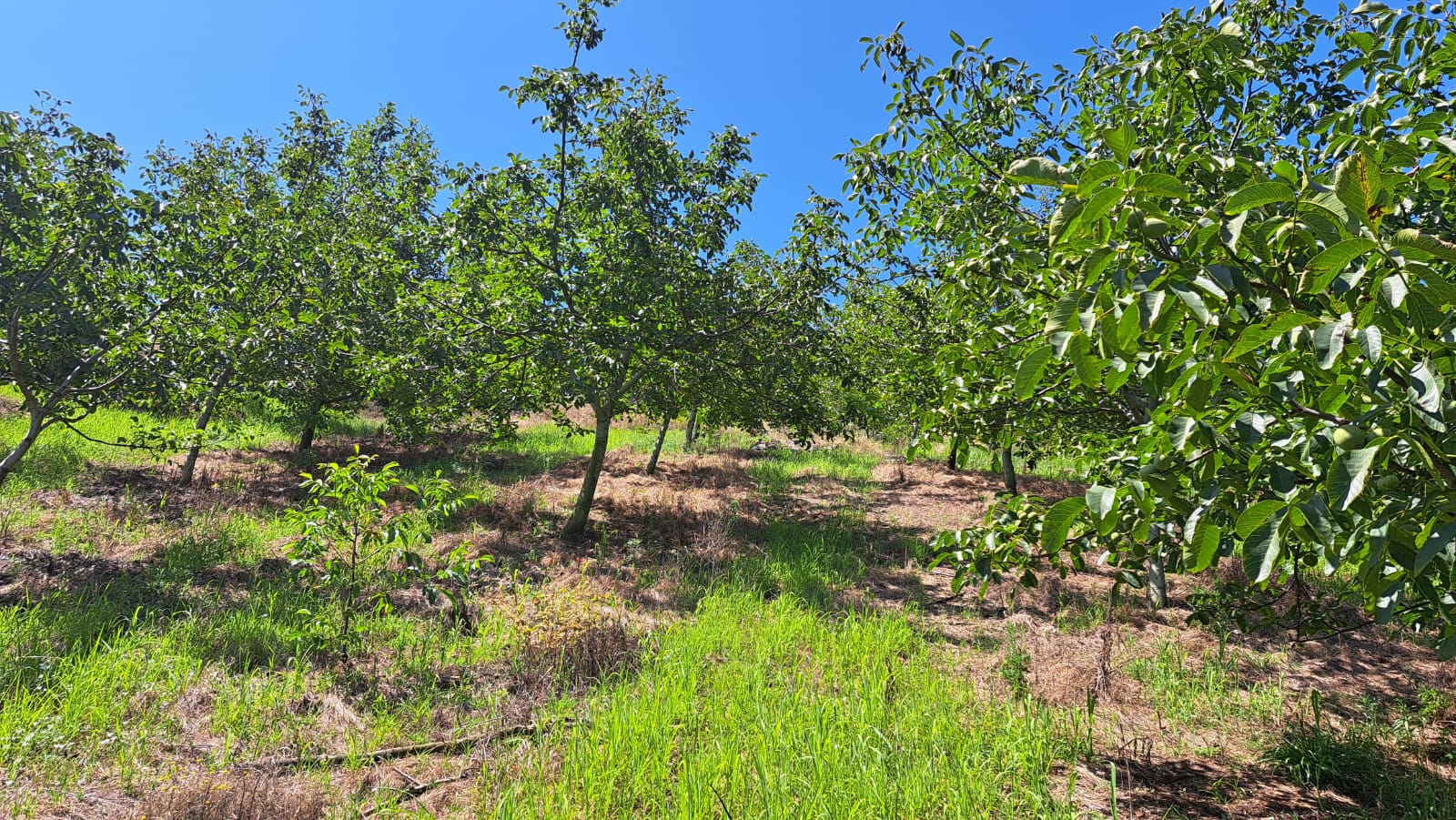 8400 M2 12 YAŞINDA CEVİZ BAHÇESİ - YALOVA ALTINOVA fotoğraf 16
