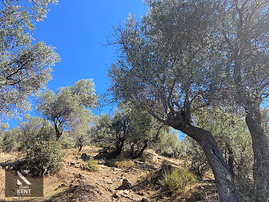 Bayındır Yusuflu Satılık 6050 m2 Zeytinlik Tek Tapu - İZMİR BAYINDIR fotoğraf 23