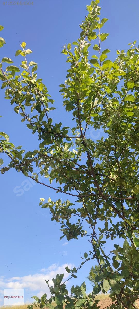 KIZDERBENT MAHALLESİNDE RESMİ YOLLU 2293 M2 SATILIK TARLA - KOCAELİ KARAMÜRSEL fotoğraf 4
