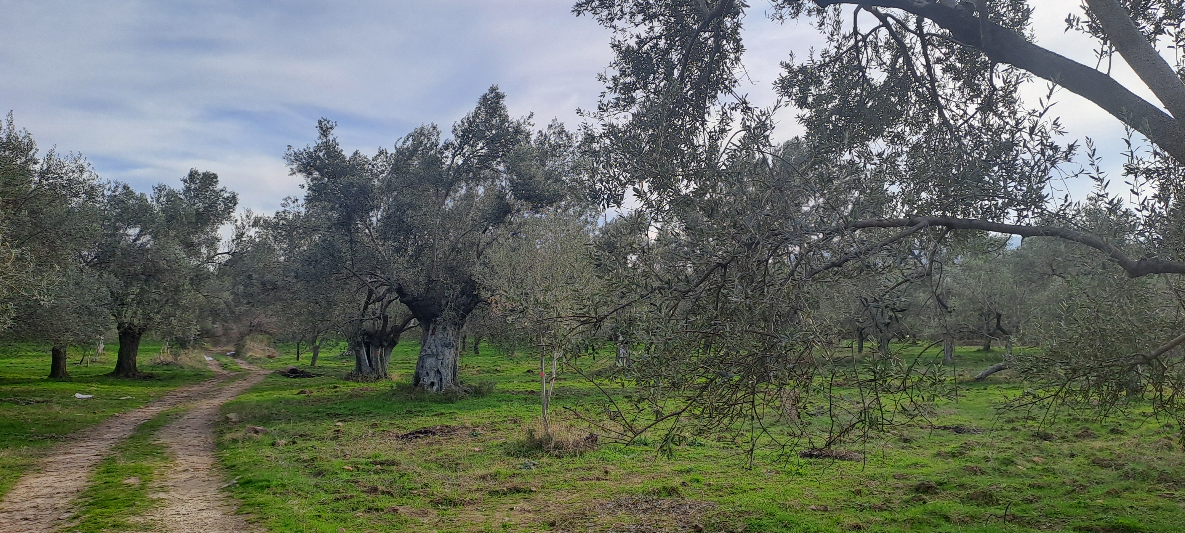 HAKANOĞLU GROUP'TAN MESCİT MAH.SATILIK ZEYTİNLİK - BALIKESİR HAVRAN fotoğraf 27
