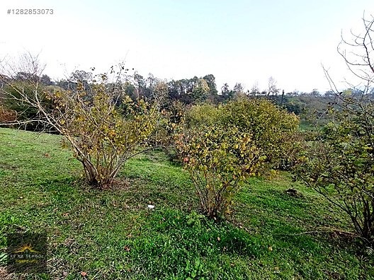 SAKARYA-KARAPÜRÇEK-MESUDİYE MAHALLE MERKEZİNDE SATILIK TARLA - SAKARYA KARAPÜRÇEK fotoğraf 6