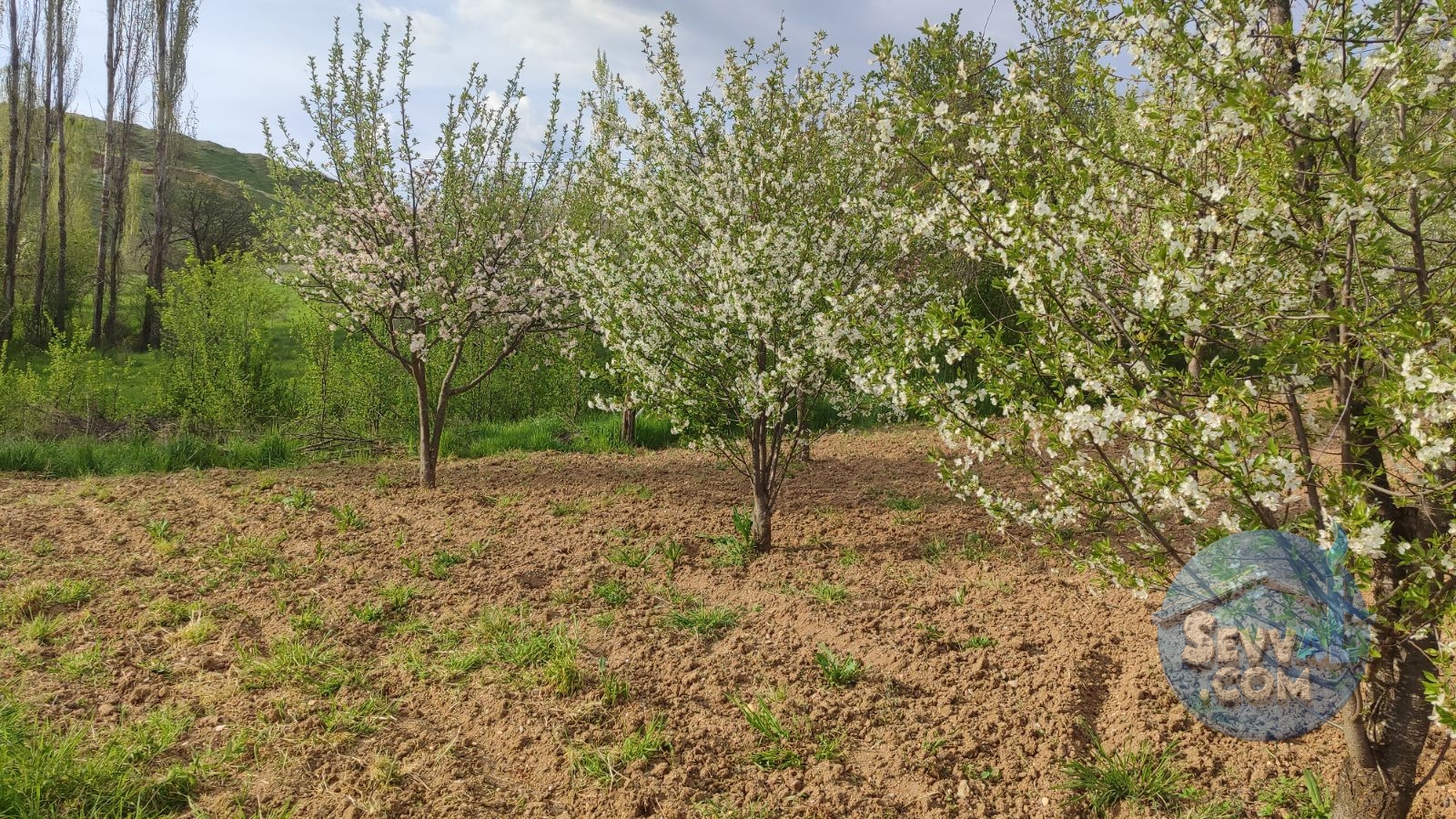 Satılık 579m² Meyve Bahçesi (Kütahya/Şaphane Karaağıl Mah.) - Kütahya Şaphane fotoğraf 2