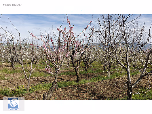 Kemalpaşa M.Akif Ersoy Mah. Satılık 4202m2 Bahçe - İZMİR KEMALPAŞA fotoğraf 13
