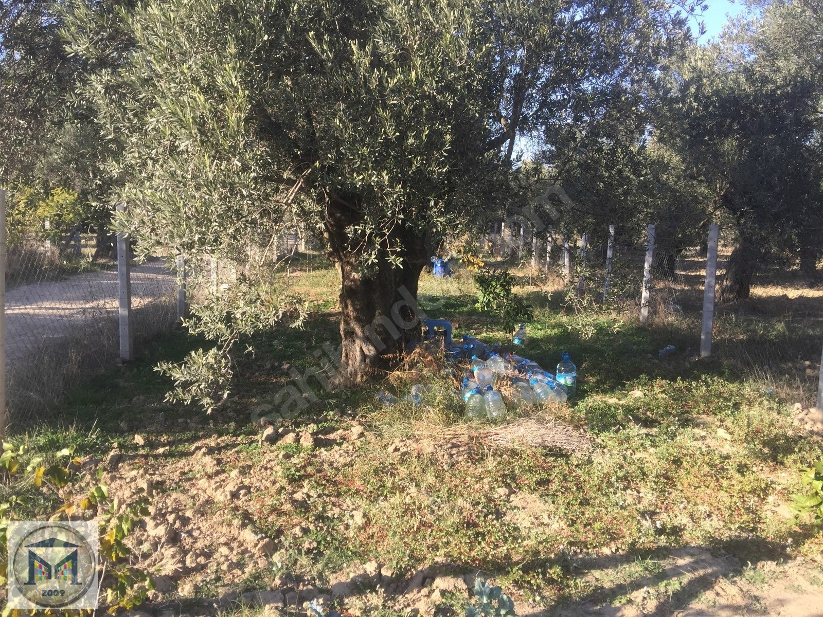 HAVRAN İNÖNÜ KÖYÜNDE 1600 M2 SATILIK ZEYTİNLİK - BALIKESİR HAVRAN fotoğraf 2