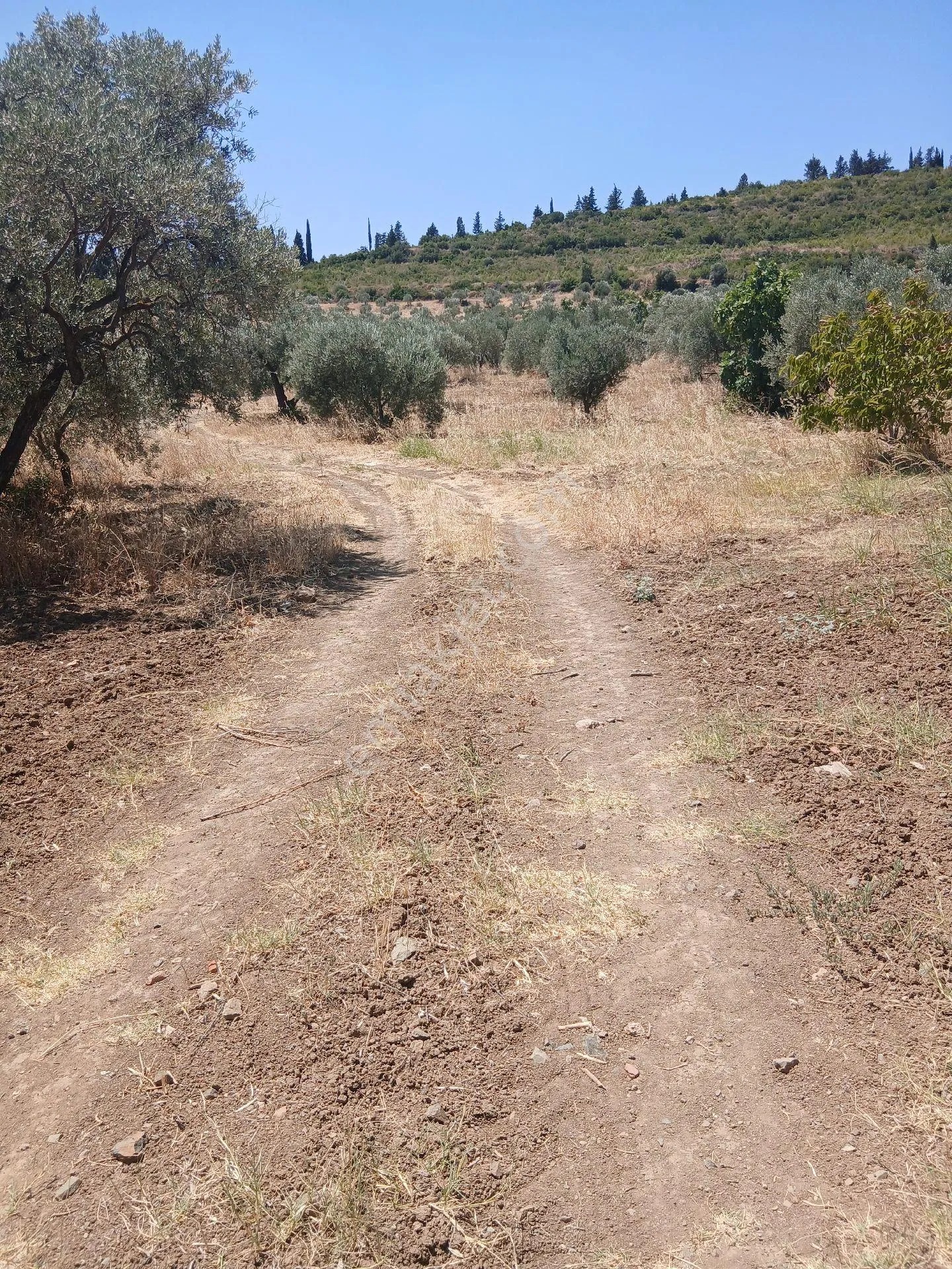 İzmir Torbalı Yazıbaşında 3.800m2 Zeytinlik Satılık - İZMİR TORBALI fotoğraf 5