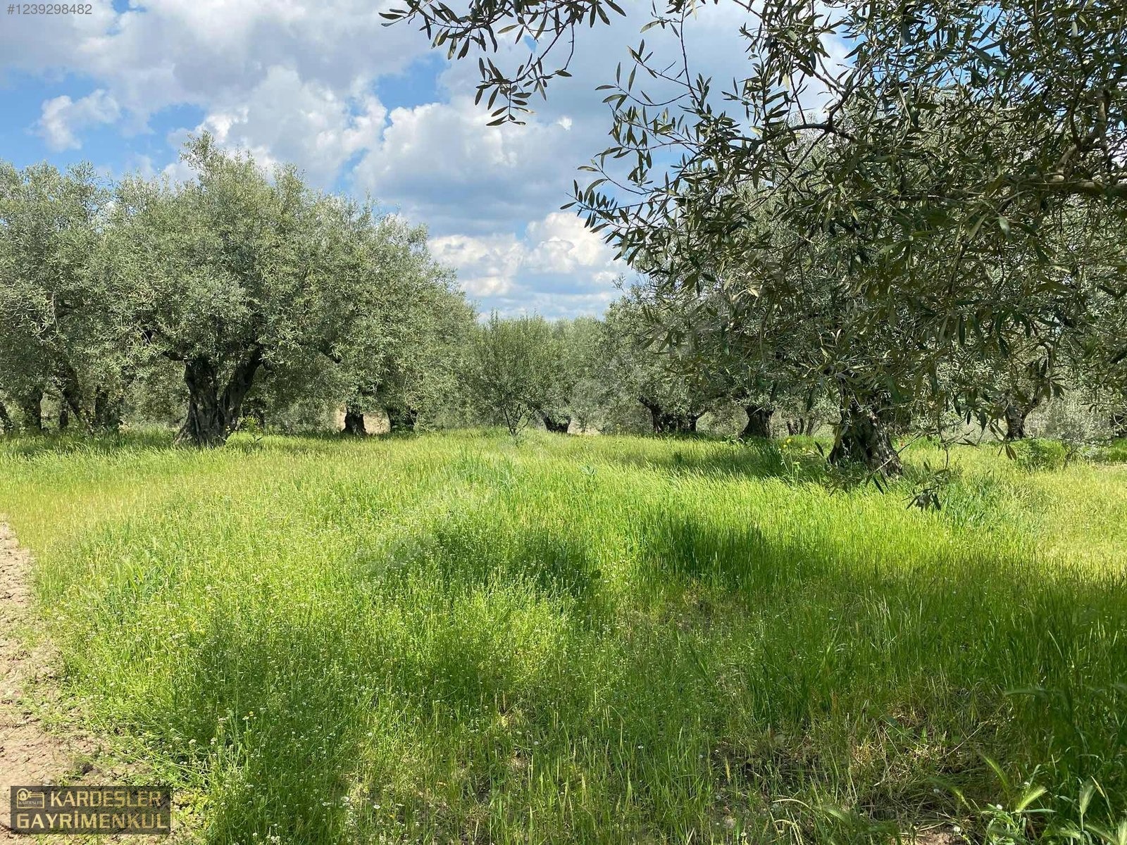 ZEYTİNLİOVADA KÖYE YAKIN 1 KM METRE MESAFEDE ZEYTİNLİK - MANİSA AKHİSAR fotoğraf 2