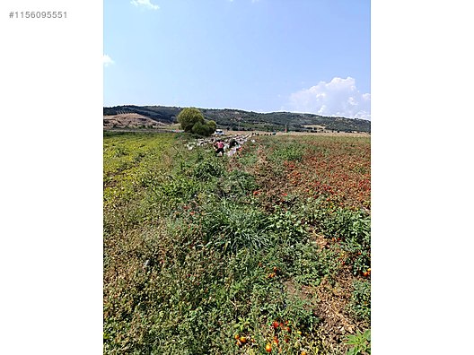 BURSA KARACABEY ÇAVUŞ KÖYÜNDE  3.000  M² TARLA SATILIKTIR - BURSA KARACABEY fotoğraf 5
