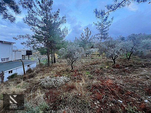 Kemalpaşa Armutlu Hürriyet Mah. Satılık 1.950 m2 Bahçe - İZMİR KEMALPAŞA fotoğraf 17