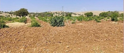 MARDİN MİDYAT SARIKAYA  MAHALLESİ’NDE 2.730 M² TARLA SATILIKTIR - MARDİN MİDYAT fotoğraf 7