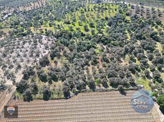 SATILIK KUŞADASI/ÇINARKÖY DE ZEYTIN VE INCIR AĞACI DIKILI BAĞ-BAHÇE - AYDIN KUŞADASI fotoğraf 13