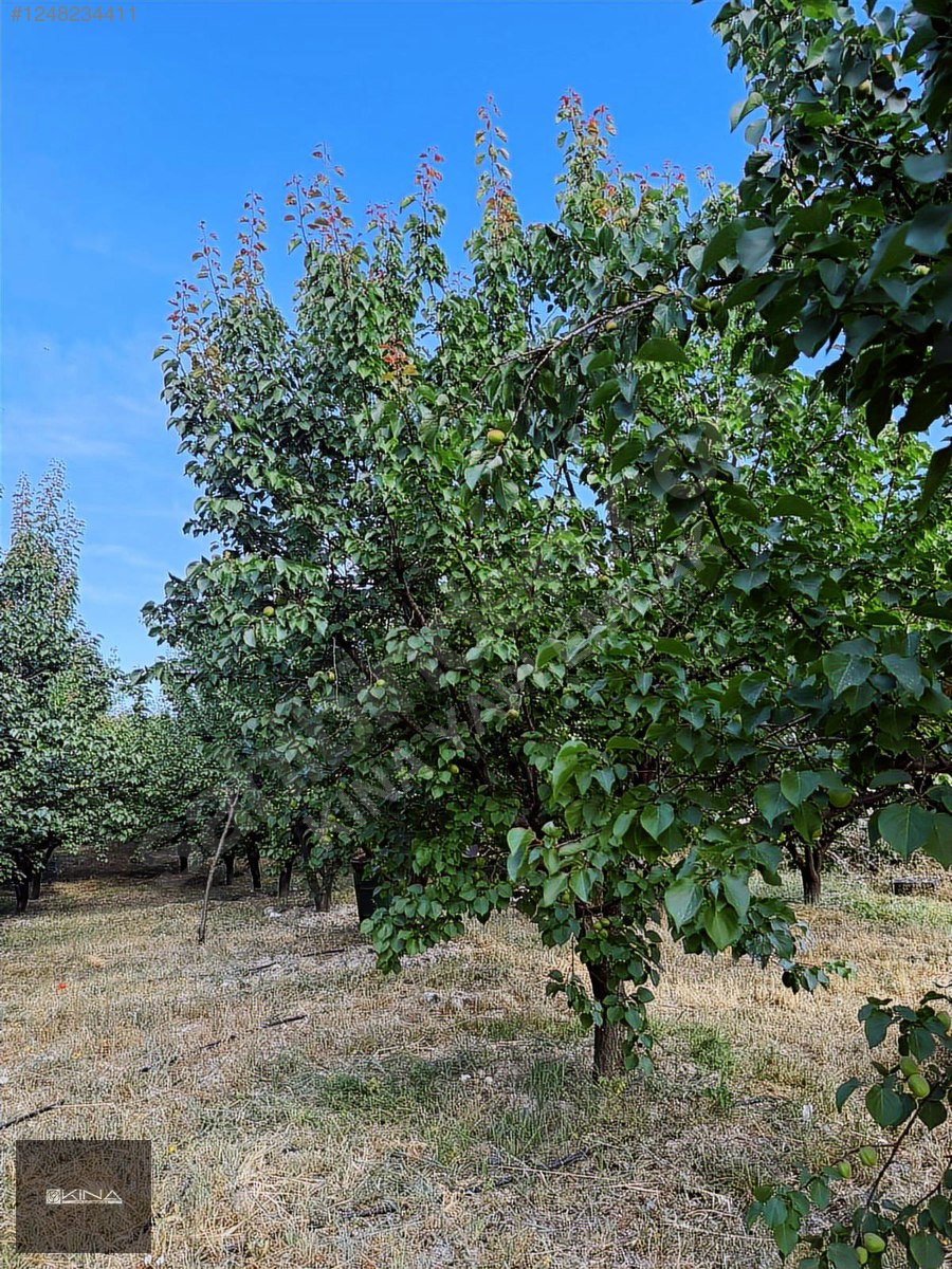 MUT - SİLİFKE KARAYOLUNA 250 M MESAFEDE SATILIK BAHÇE - MERSİN MUT fotoğraf 25