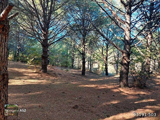 KOZAK YAYLASINDA KARAVELİLER MAH DE 6850 M2 EV İMARLI FISTIKLIK - İZMİR BERGAMA fotoğraf 6