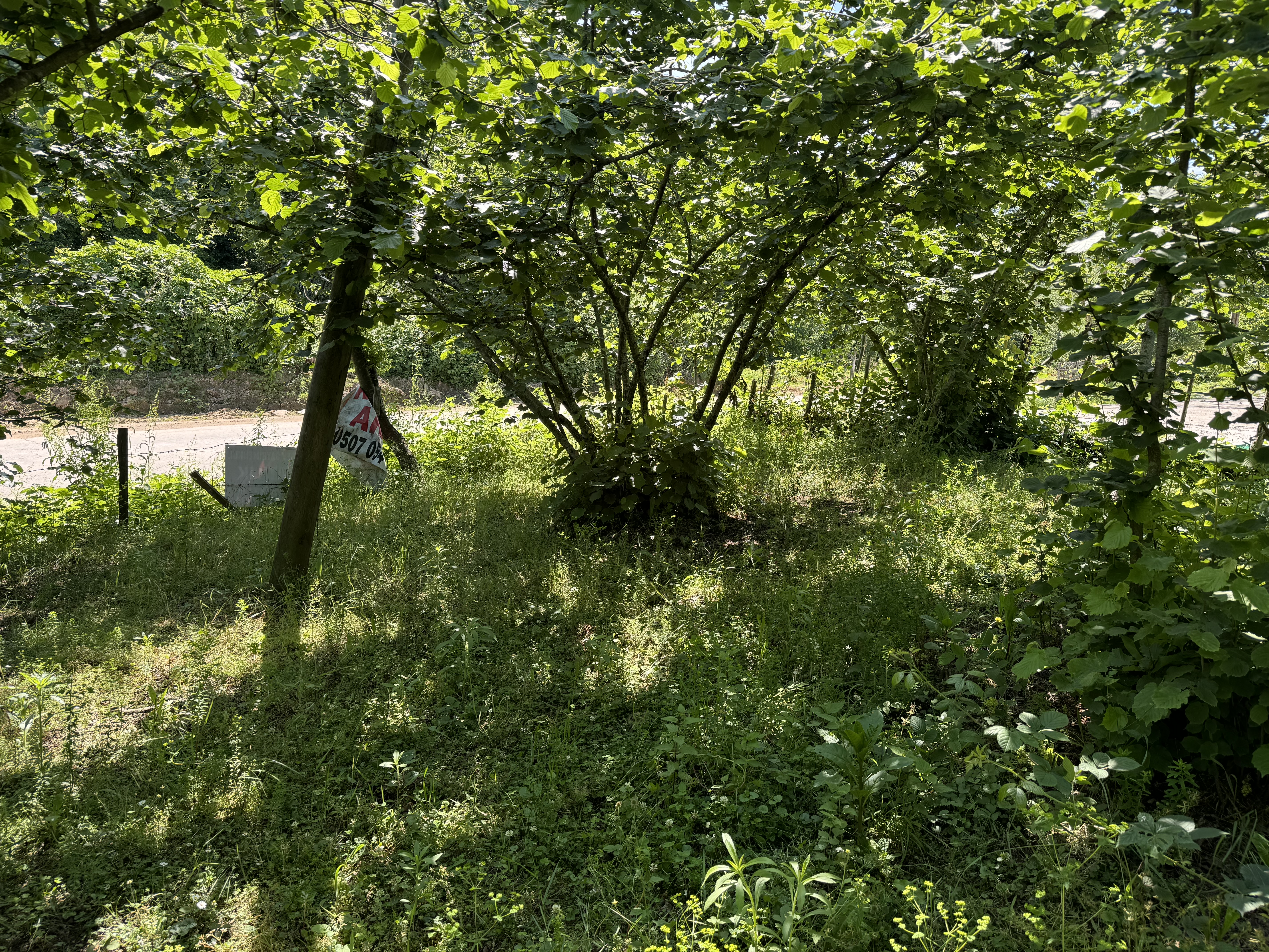 PIRAZIZ MADEN M.H SATILIK 480m ARSA - GİRESUN PİRAZİZ fotoğraf 27