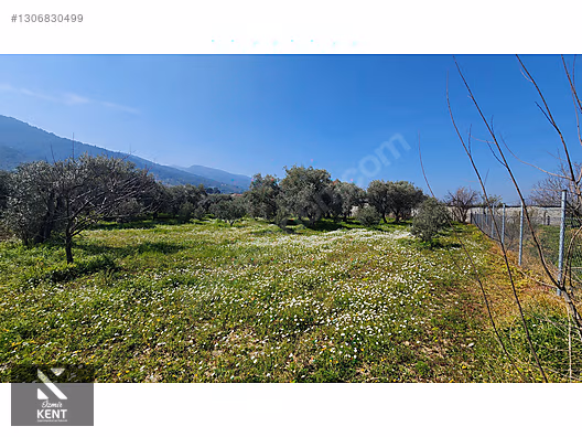 Kemalpaşa Ören Satılık Zeytinlik 1.230 m2 - İZMİR KEMALPAŞA fotoğraf 32