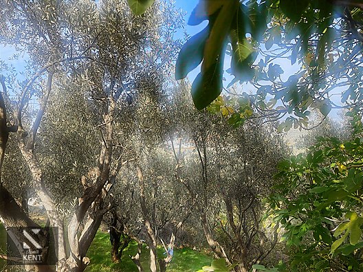 Kemalpaşa Aşağıkızılca Satılık 1758 M2 Tek Tapu Zeytinlik - İZMİR KEMALPAŞA fotoğraf 12