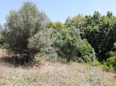 BURSA KARACABEY YEŞİLDERE KÖYÜNDE 3.600 M² TARLA SATILIKTIR - BURSA KARACABEY fotoğraf 11