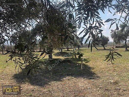 Bodrum Has Yapı Gayrimenkul'den Satılık Tarla - MUĞLA BODRUM fotoğraf 4