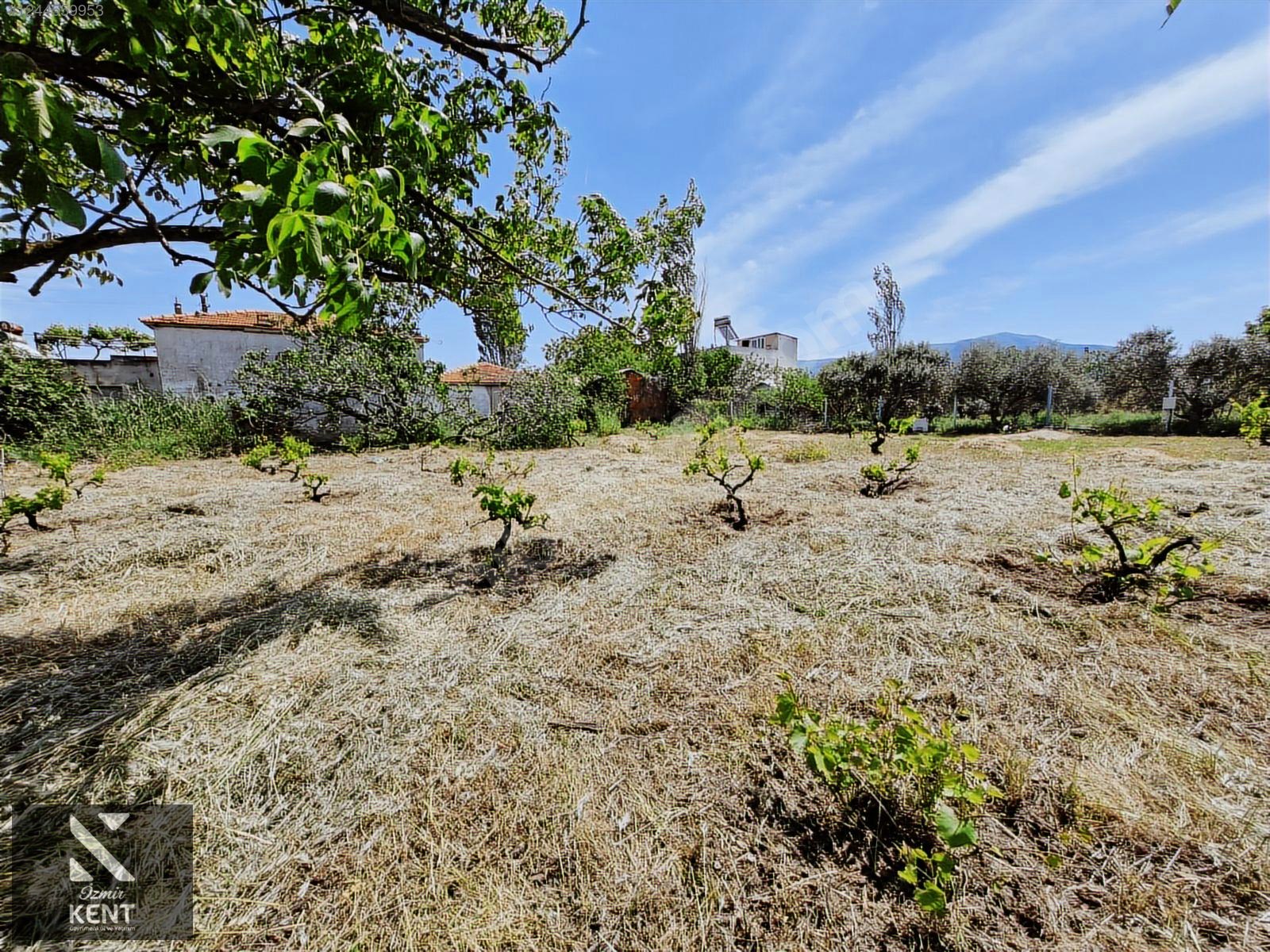 Kemalpaşa Armutlu Satılık 1120 m2 Bahçe - İZMİR KEMALPAŞA fotoğraf 33